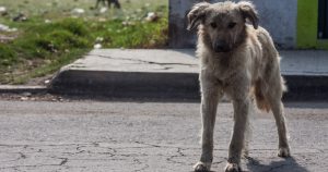 El gran número de perros callejeros se ha convertido en un problema de salud. Muchos de estos caninos son abandonados por sus dueños y muchos otros son nacidos en la misma calle. El instinto los lleva a buscar comida y alojamiento en cualquier lugar, propagando parásitos y enfermedades a donde van, entre las que destacan la rabia, sarna y pulgas, entre otras. 
Foto: Cuartoscuro, Tonatiu Cruz. 
