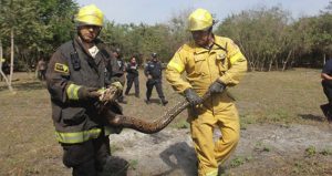 La serpiente fue atrapada para ser liberada en un lugar donde no sea un peligro. Foto: Pulso