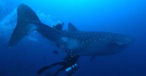 Imagen ilustrativa del tiburón ballena. Foto: EFE