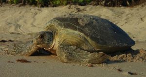 Una tortuga verde retornando al mar después de dejar sus huevos en la arena en una playa. Foto: Blair Witherington, EFE