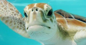 Las tortugas son detectadas cuando llegan a las costas. Foto: Pixabay