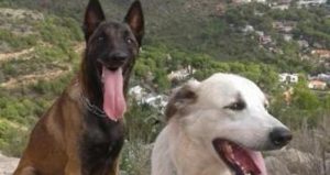 "Nilo" y "Ossa" salvaron su vida milagrosamente tras ser envenenados con un tóxico de uso común. Foto: ABC