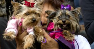 Al humanizarlos, les exigen comportamientos que no son propios de su especie. Foto: Cuartoscruo