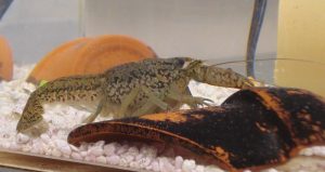 Procambarus virginalis. Foto: Zfaulkes