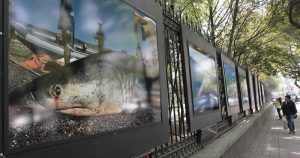 En México hay 110 mil especies reconocidas. Existen casi 900 consideradas amenazadas por la norma oficial mexicana y 475 en peligro de extinción. Foto: EFE