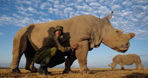Fotografía de archivo del último rinoceronte blanco del norte macho que quedaba en el mundo, llamado Sudán, en el área de conservación de Ol Pejeta cerca de Nanyuki, a unos 200 km de Nairobi,Kenia. Foto: EFE