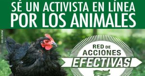 "Cuando logramos que una persona consuma menos productos de origen animal, estamos teniendo un impacto significativo por los animales". Foto: Facebook (humaneleagueLATAM9