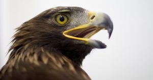 Un ejemplar de Águila Real. Foto: Moisés Pablo / Cuartoscuro