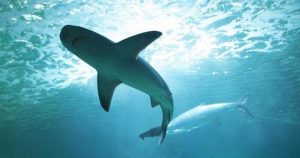 Descubren una nueva especie de tiburones, totalmente diferentes los océanos Índico y Pacífico. Foto: AP