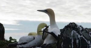Nigel llegó a Mana hace cinco años, y desde el principio mostró interés por una de las estatuas.  Foto: RT