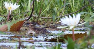 El Masked Duck es una de las especies observadas. Foto: Carlos Fuentes 