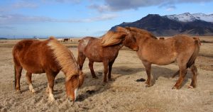 Tras el descubrimiento de hoy el origen de las razas domésticas modernas se convierte en un misterio. Foto: Especial 
