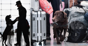 El perro se dedica a realizar patrullajes en el estación en compañía de su entrenador. Fotos: Xinhua