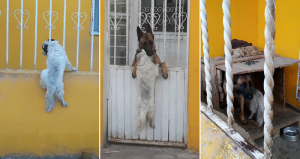 El perrito lucha por ingresar a la casa de su amigo hasta que finalmente lo logra. Fotos: Facebook/EdithGovea