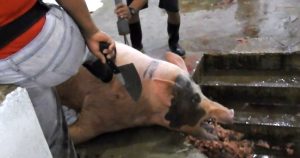 Imagen: Mercy For Animals