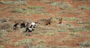 Crías de berrendos peninsulares Foto: Conanp