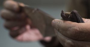 Una recomendación es hacer uso de detectores acústicos de amplio espectro que permitan identificar en dónde hay mayor actividad de los murciélagos, sus zonas de alimentación, reproducción o rutas migratorias, para evitar esas áreas para la instalación de las torres. Foto: Isabel Mateos-
 Cuartoscuro/Archivo