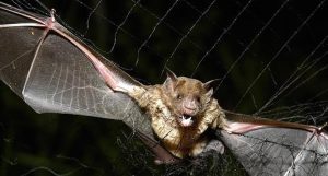 Murciélago atrapado en una red. Foto: AP
