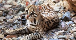 Los científicos consideran que realizar un censo de la fauna en la zona es fundamental para su preservación. Foto: Especial 