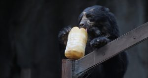 a iniciativa "Ponerse los anteojos por la vida" tiene como objetivo que los colombianos conozcan y "amen" a este oso. Foto: EFE 