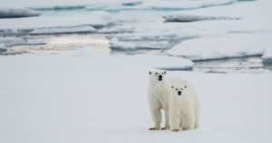 Los osos polares viven en un ambiente remoto e inhóspito, lejos de la mayoría de los asentamientos humanos. Foto: Twitter / @greenpeace_esp