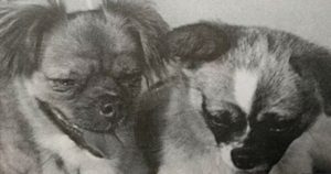 Los dos perros sobrevivieron a las misiones fallidas. Foto: Especial 