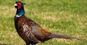 El número de especies exóticas continúa creciendo en lugares con economías en crecimiento. Foto: Especial 