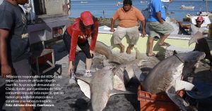 Asiáticos ricos comen la sopa de aleta. Mexicanos la arrancan al tiburón martillo, en extinción