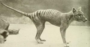 La secuencia permitió estudiar los esqueletos y órganos internos de los tilacinos. Foto: Especial  