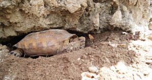 Tortuga de tierra. Foto:EFE
