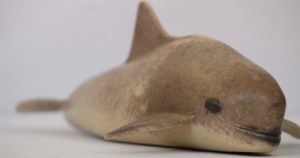 Es el único mamífero marino endémico en México. Foto: Museo de Historia Natural