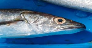 La sobrepesca de la merluza es desbordada y las poblaciones de este pez se están agotando. Foto: Agencia Conacyt