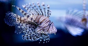 Ejemplar de Pez León (Pterois antennata) en el estanque de un acuario en Harbin (China). Las especies exóticas provenientes de otros países que invaden los ecosistemas nativos de México. Foto: Diego Azubel, Archivo , EFE 