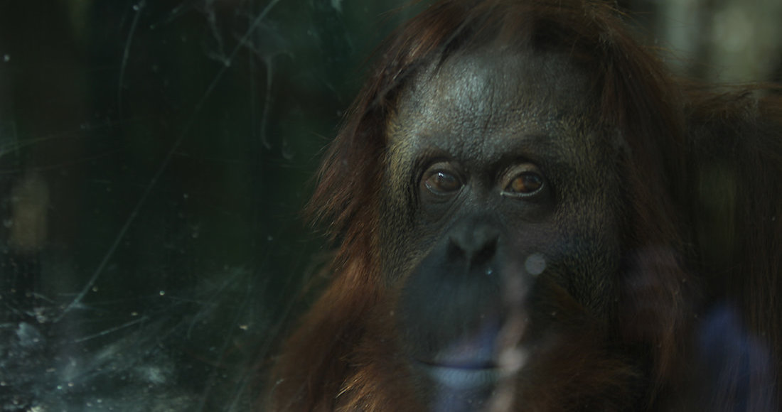Los animales en América van de la "ley de la selva" a la de los tribunales. Registro de la orangután Sandra, en el zoológico de Buenos Aires. Foto:Alberto Ortiz, EFE