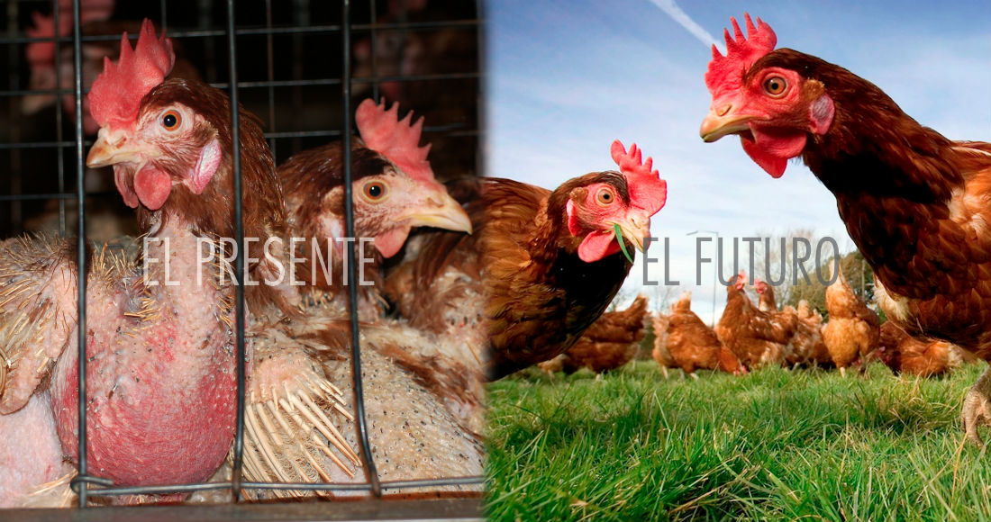 "La capacidad de sufrir de un perro y una gallina no son tan diferentes". Foto: The Humane League