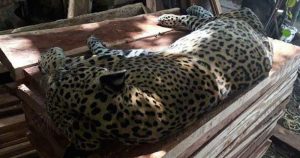 El incidente fue reportado en la madrugada por pobladores de Tulum. Foto: Noticaribe