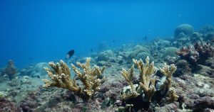 Los arrecifes Punta Gorda Sur y Bahía de Vergara, en el Parque Nacional Arrecifal Veracruzano, han cambiado de domicilio. Foto: Twitter / @CONANP_mx