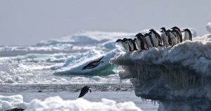 La colonia de estas aves se ha mantenido estable desde 1959. Foto: Louisiana State University / RT