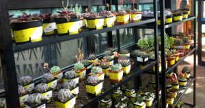 Suculentas, cactáceas, crasuláceas, orquídeas y agaves son algunas de las especies a elegir. Foto: Agencia Conacyt