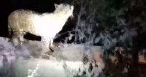 El felino parece confundido. Foto: Especial vía Pulso