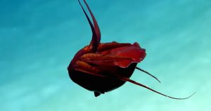 Este inusual animal parecía haberse retorcido y su cuerpo se mostraba doblado. Foto: Captura de pantalla Youtube / oceanexplorergov