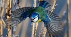 El herrerillo común vuela sobre plantas secas cubiertas de escarcha cerca de la aldea bielorrusa de Dukora. Foto: AP