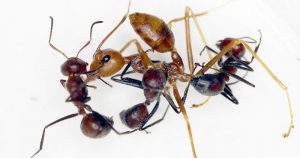 Colobopsis explodens. Foto: RT