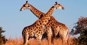 La población de las jirafas ha descendido 40 por ciento. Foto: Twitter / @Naturalezamx