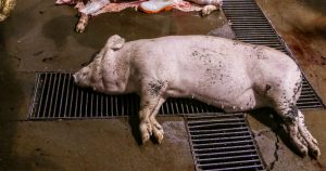 ¿Están Sagarpa y Cofepris beneficiando a la industria ganadera sin importar la salud humana ni el bienestar de los animales? Foto: Investigación de 2016 de Igualdad Animal en Rastros de México