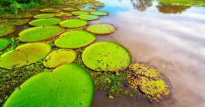 El Amazonas, fuente inagotable de vida. Foto: Shutterstock 