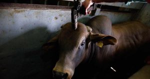 "odos los animales sufren y padecen la violencia que ejercemos contra ellos. Si acabar con la vida de un perro es maltrato, lo es también hacerlo con un cerdo, con un pollo o con una vaca". Foto: Aitor Garmendia, Cortesía