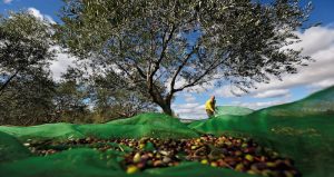 Campo de cultivo en Francia. Foto: Guillaume Horcajuelo, EFE. 