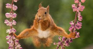 "Split" / Geert Weggen. Foto: Comedy Wildlife Photo Awards / Barcroft Images