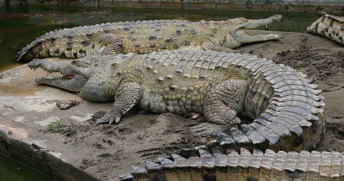 Científicos alemanes colocaron cocodrilos en un tomógrafo por resonancia magnética. Foto: Wikipedia